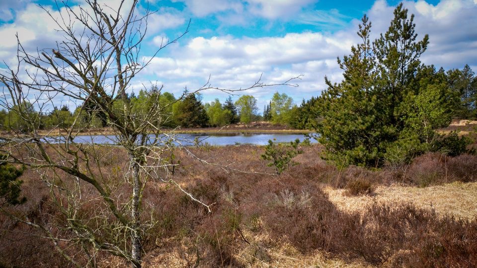 Tønder i europæisk naturfinale: Moseprojekt nomineret til stor EU-pris Tønder i europæisk naturfinale: Moseprojekt nomineret til stor EU-pris