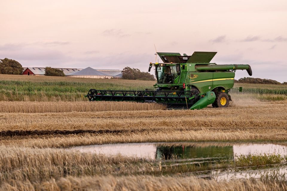 Efter flere regnskyl forudser DLG stor høstdag Efter flere regnskyl forudser DLG stor høstdag