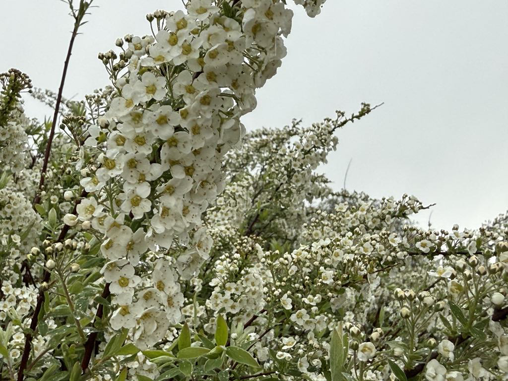 DMI varsler kraftig regn og risiko for lokale skybrud – Fredericia, Middelfart og Vejle kan også blive hårdt ramt DMI varsler kraftig regn og risiko for lokale skybrud – Fredericia, Middelfart og Vejle kan også blive hårdt ramt