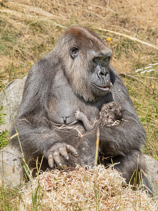 Minnie har født og Baako er blevet far for første gang i Givskud Zoo Minnie har født og Baako er blevet far for første gang i Givskud Zoo